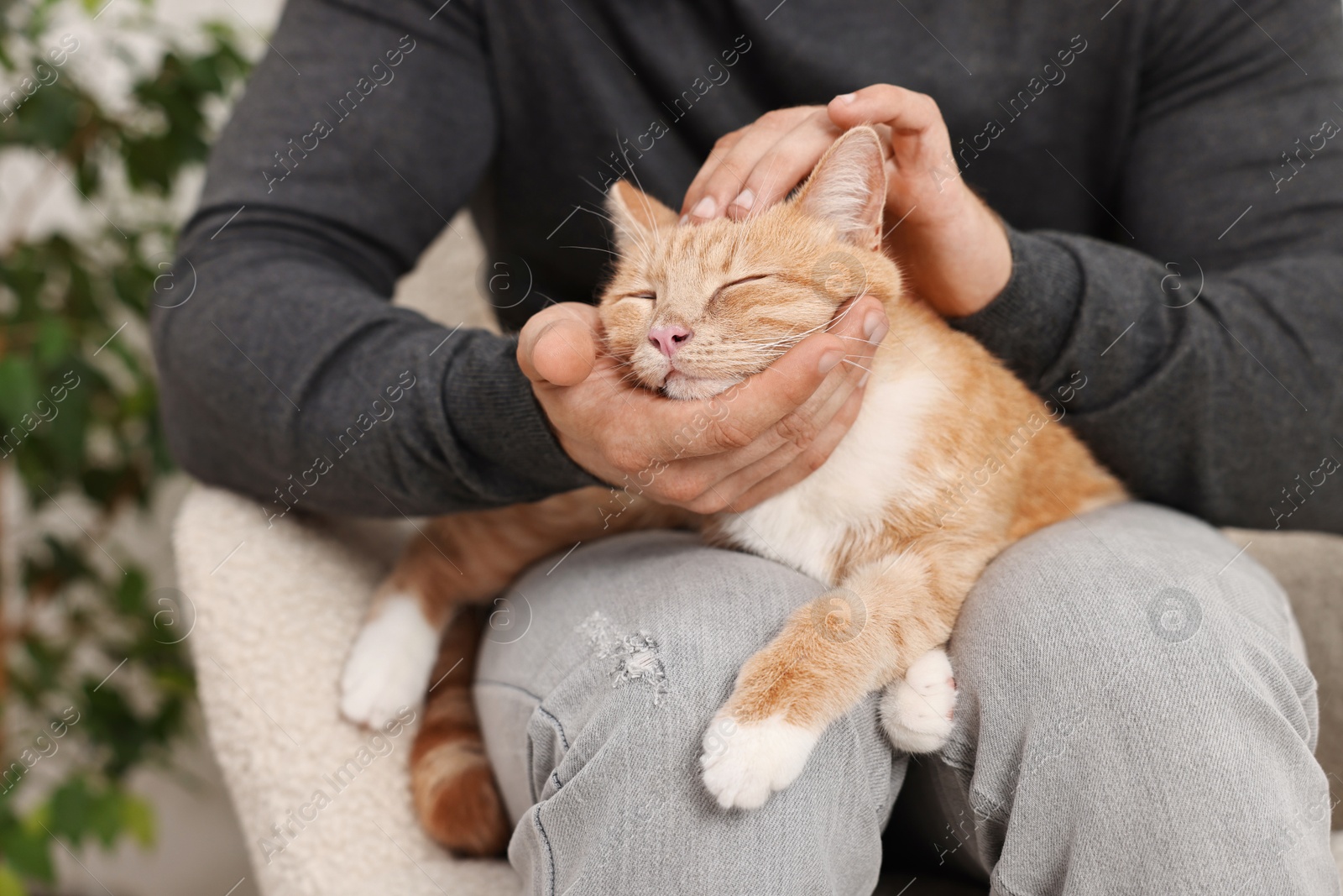 Photo of Man petting cute ginger cat on sofa at home, closeup