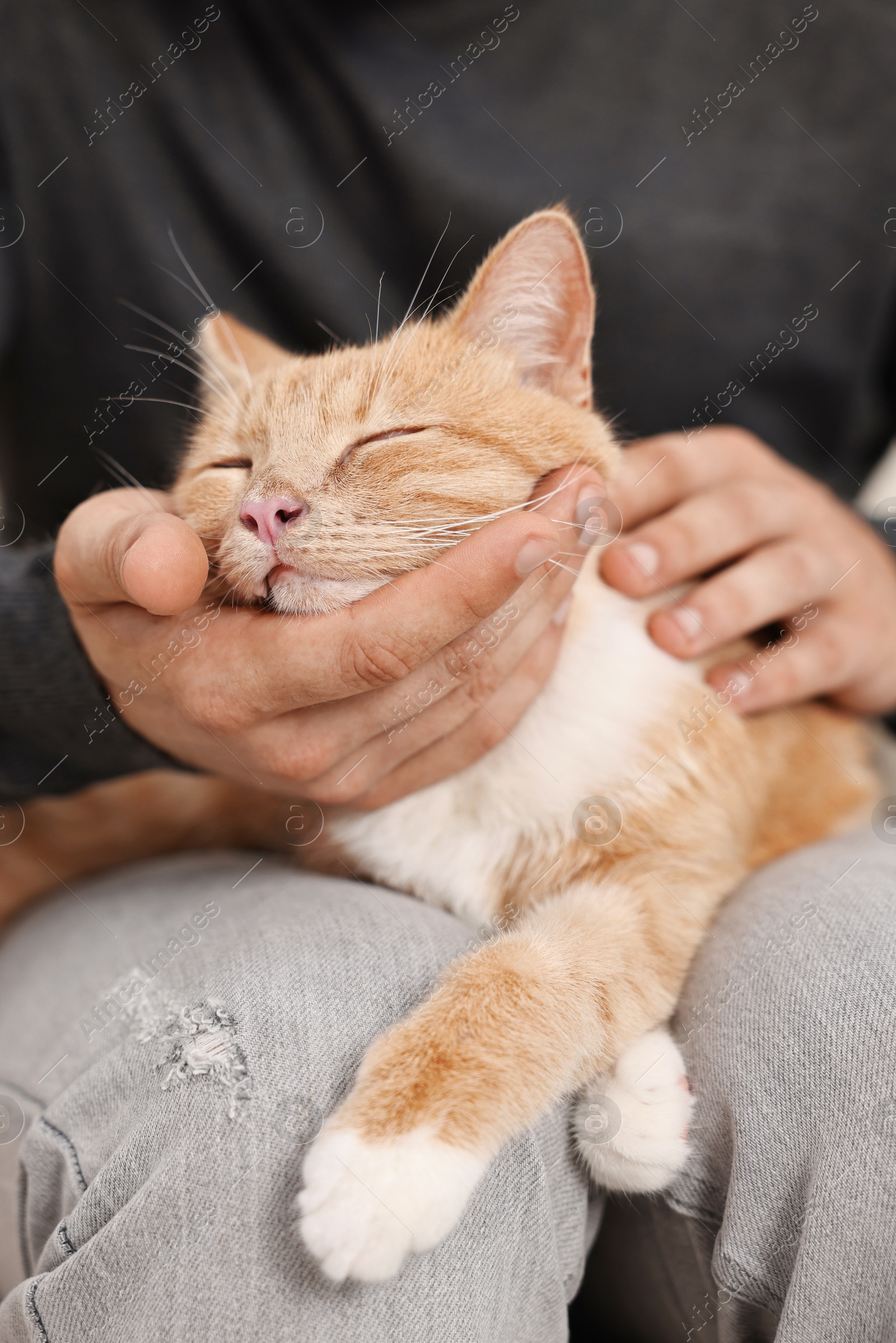 Photo of Man petting cute ginger cat on sofa at home, closeup