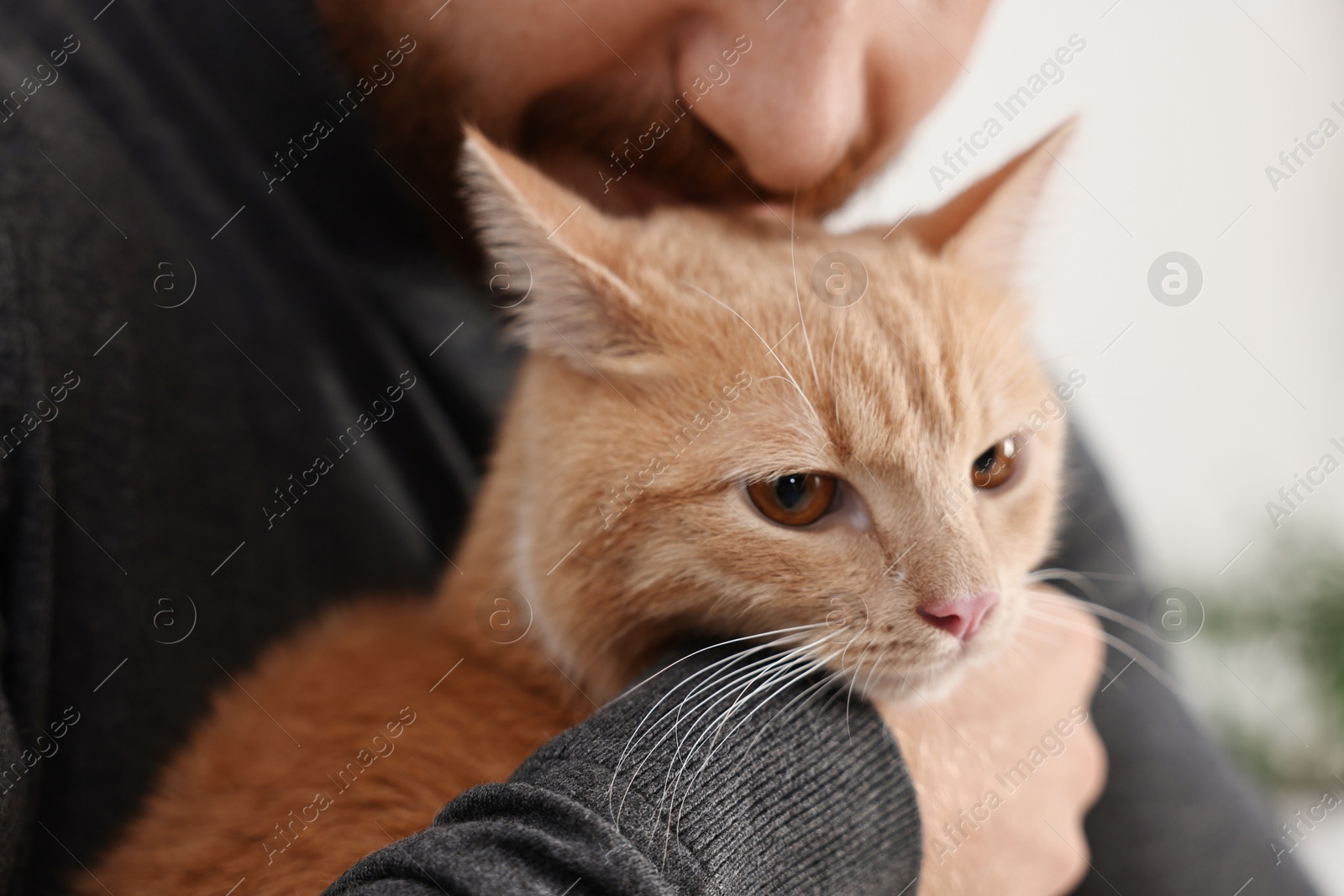 Photo of Man petting cute ginger cat at home, closeup