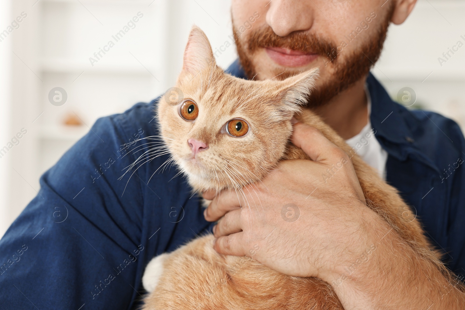 Photo of Man petting cute ginger cat at home, closeup