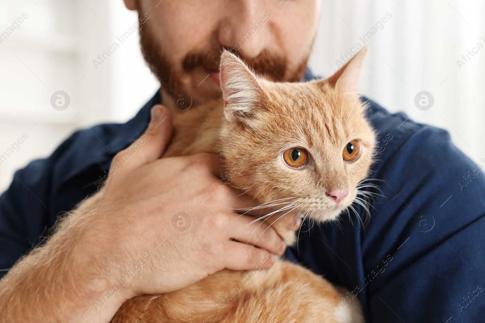 Photo of Man petting cute ginger cat at home, closeup