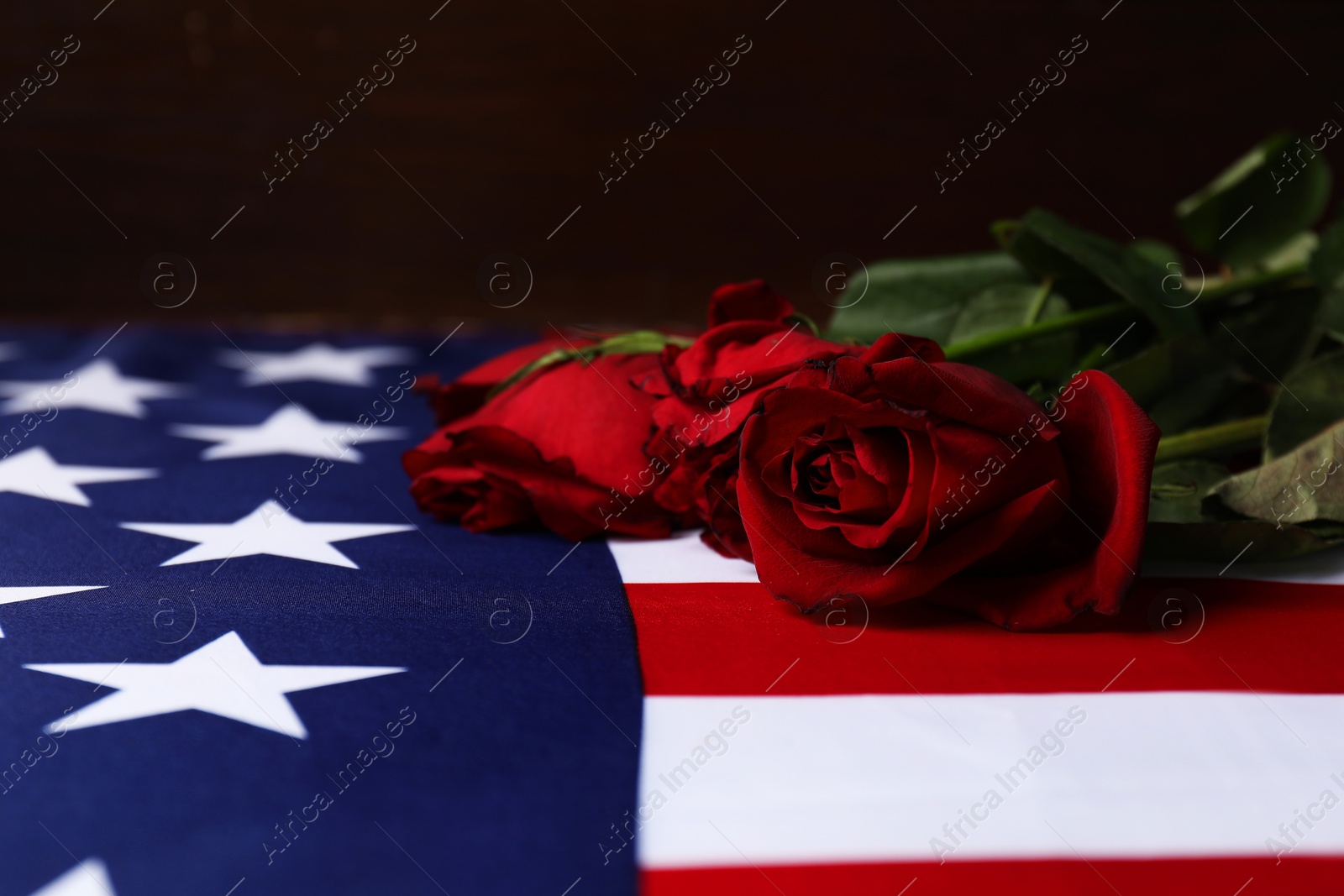 Photo of Veterans day. American flag and roses, closeup