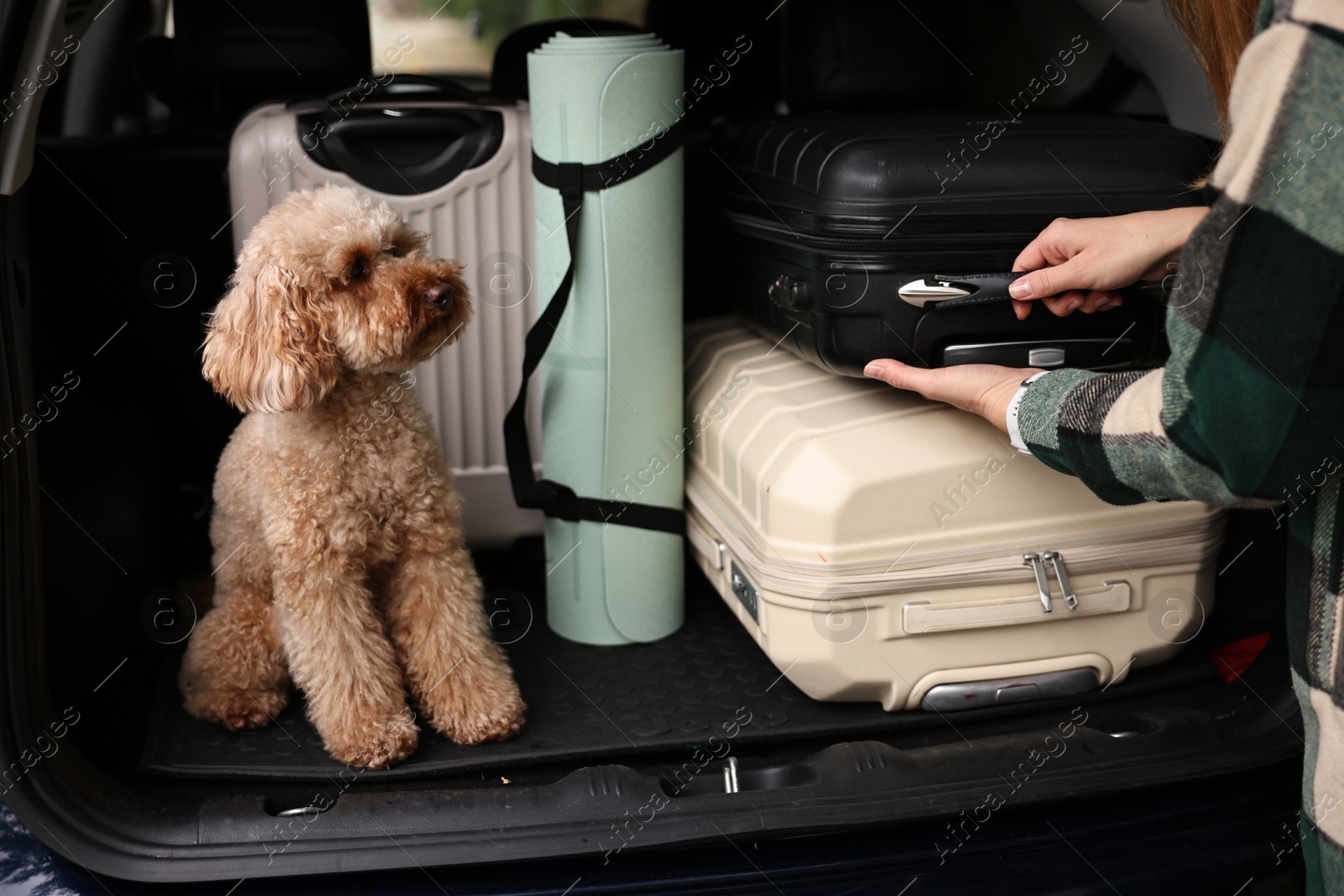 Photo of Cute toy poodle sitting in car trunk while owner loading suitcases inside