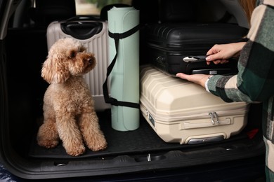 Cute toy poodle sitting in car trunk while owner loading suitcases inside