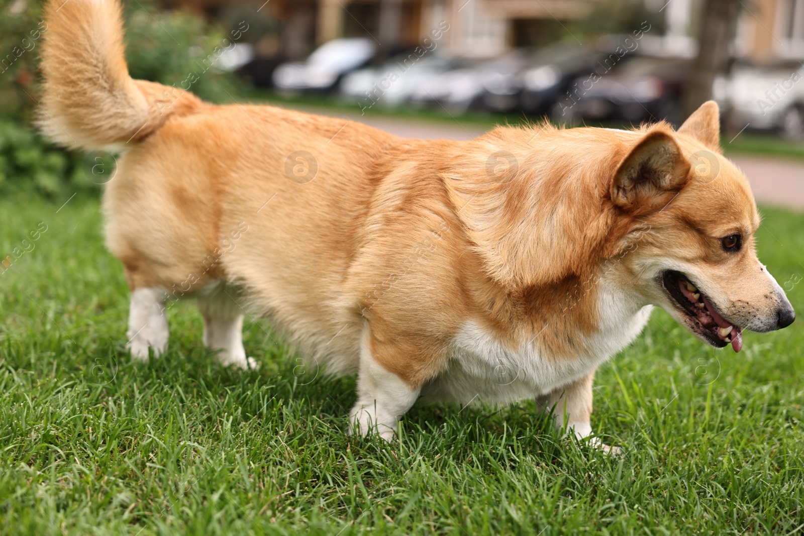 Photo of Pembroke Welsh Corgi on green grass in park