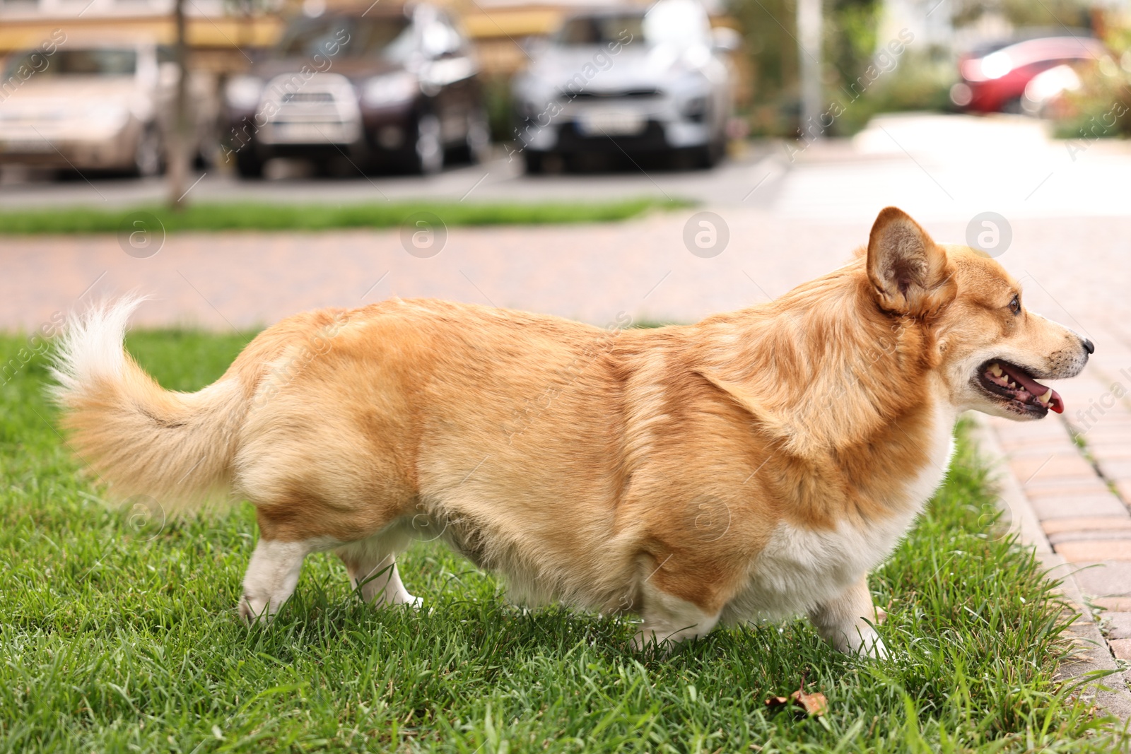 Photo of Pembroke Welsh Corgi on green grass in park