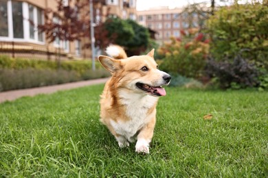 Pembroke Welsh Corgi on green grass in park