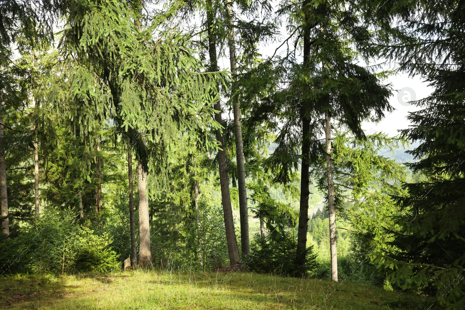 Photo of Beautiful forest with green trees in mountains