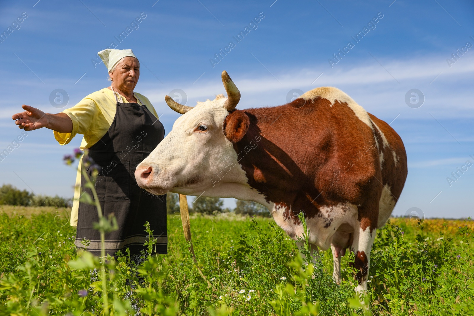 Photo of Senior woman with beautiful cow on pasture