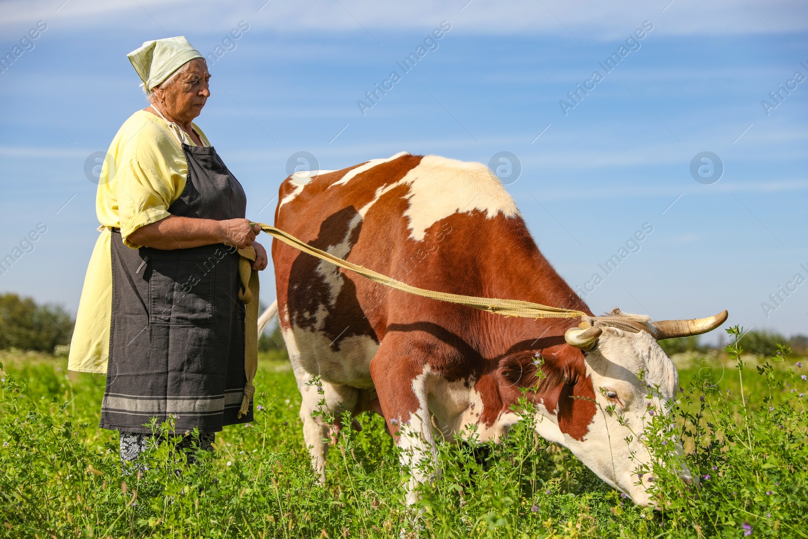 Photo of Senior woman with beautiful cow on pasture