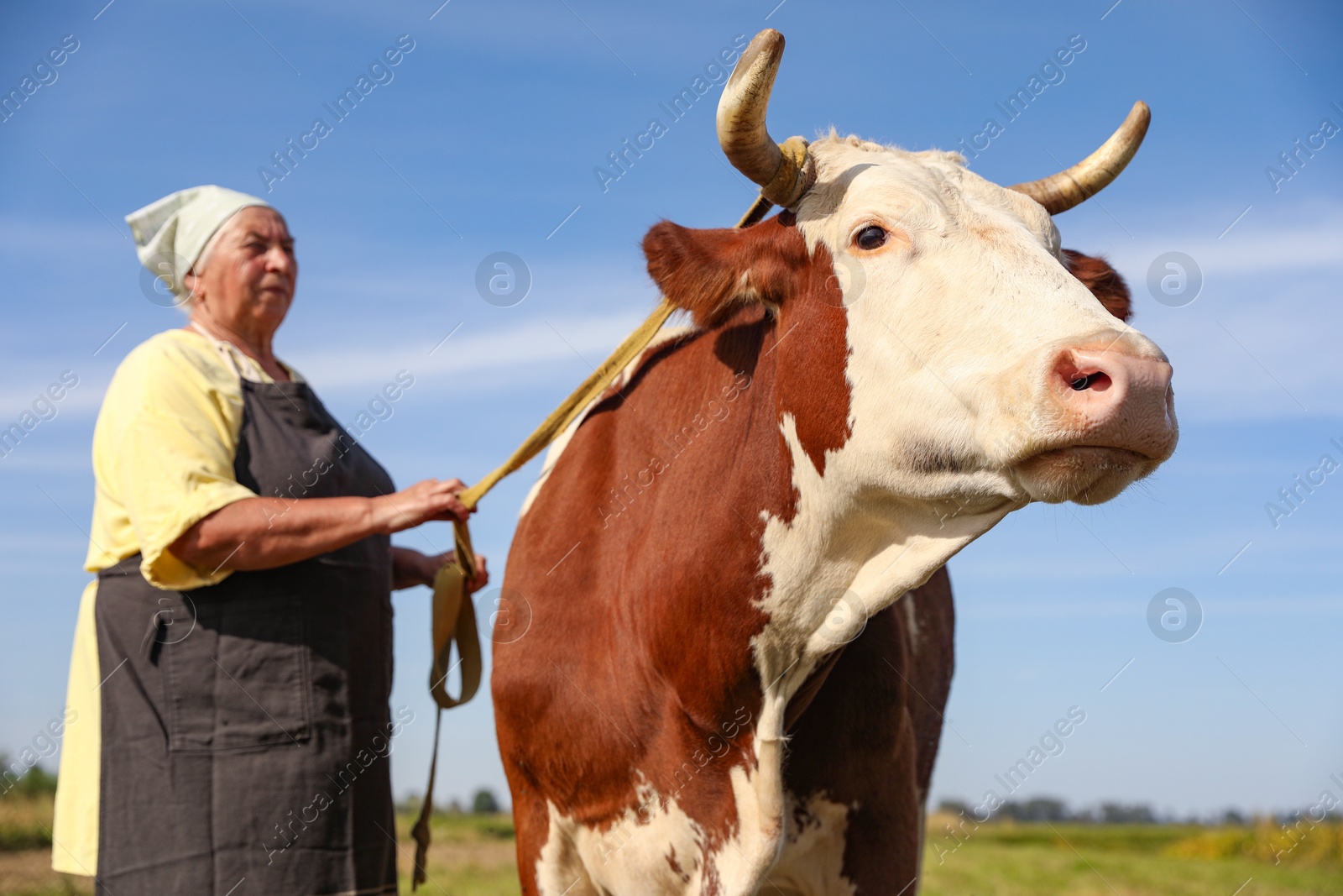 Photo of Senior woman with beautiful cow on pasture, selective focus