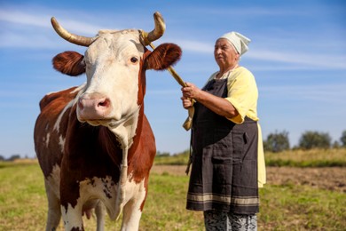 Photo of Senior woman with beautiful cow on pasture, selective focus