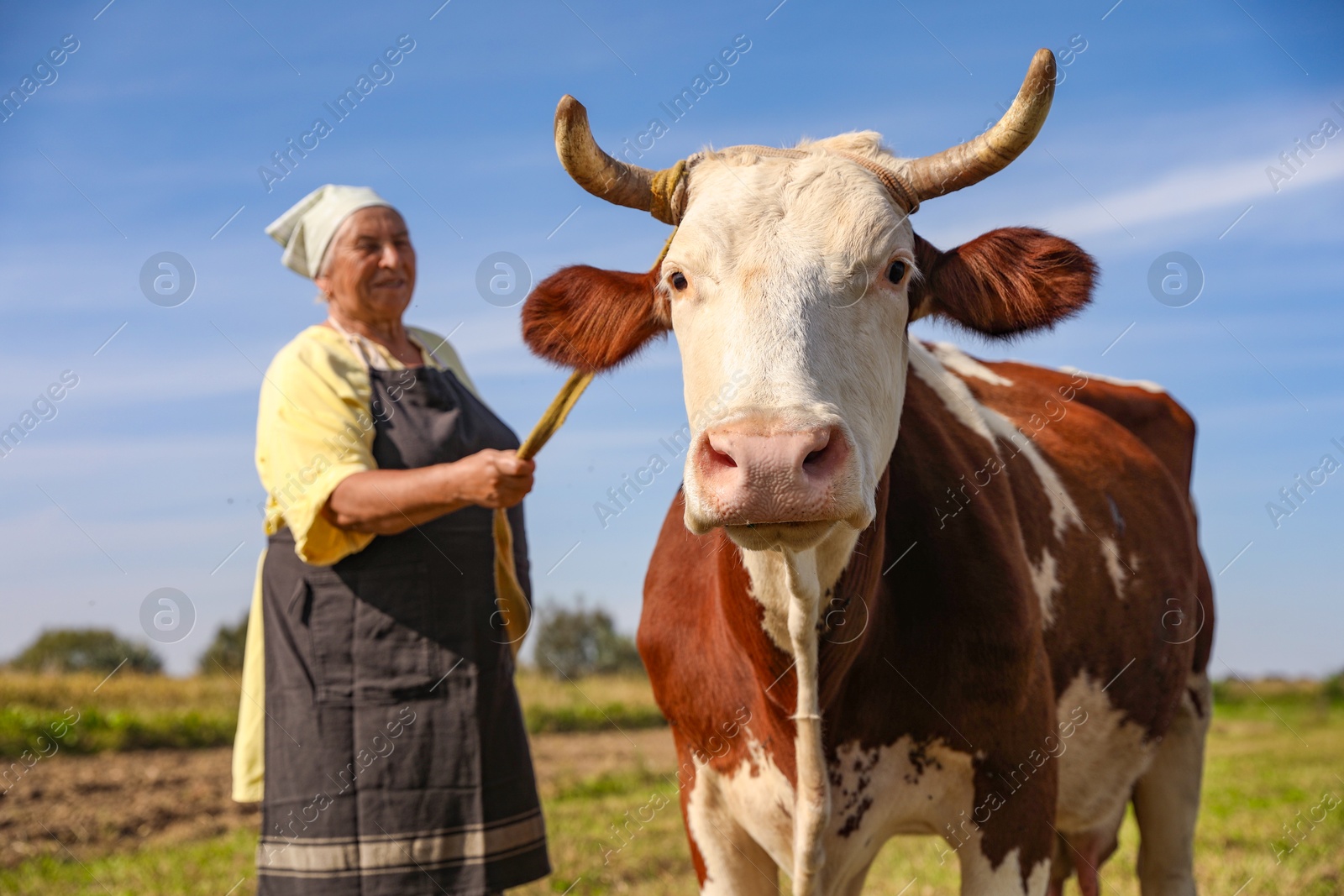 Photo of Senior woman with beautiful cow on pasture, selective focus