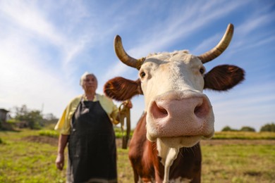 Photo of Senior woman with beautiful cow on pasture, selective focus