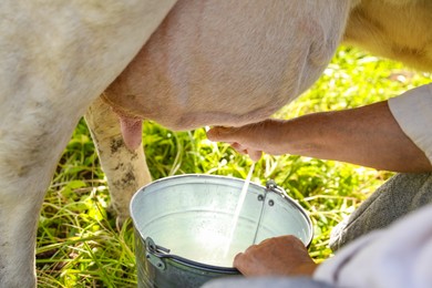 Photo of Senior woman milking cow in backyard, closeup