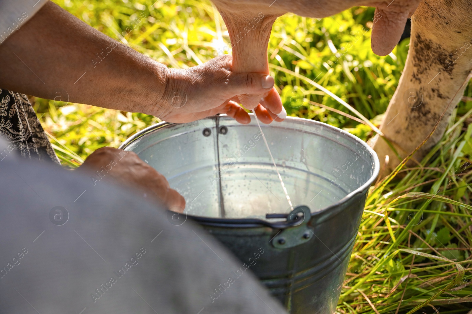 Photo of Senior woman milking cow in backyard, closeup