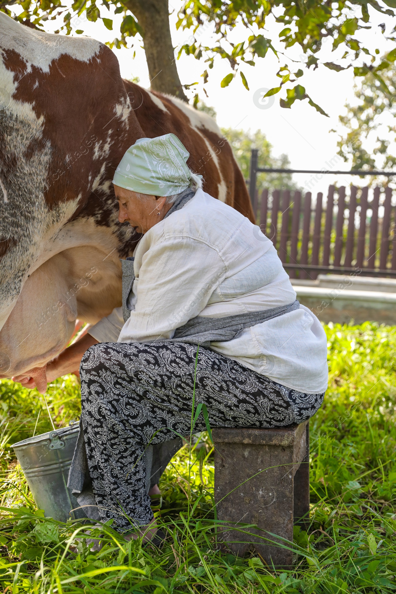 Photo of Senior woman milking cow in backyard. Farm animal