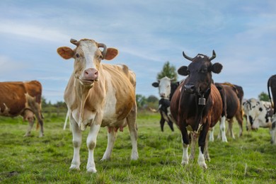 Photo of Beautiful cows grazing on green grass outdoors