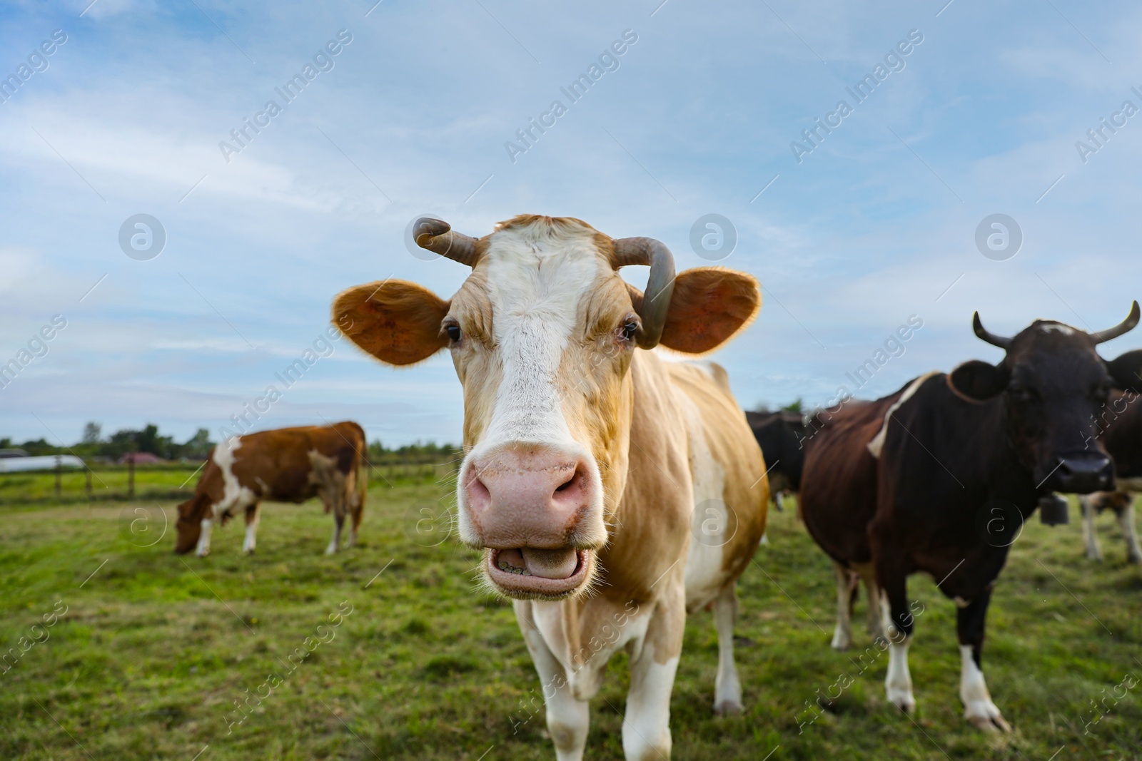 Photo of Beautiful cows grazing on green grass outdoors