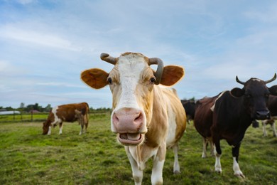 Beautiful cows grazing on green grass outdoors