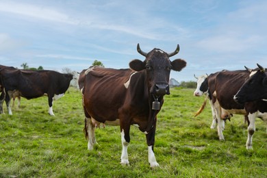 Photo of Beautiful cows grazing on green grass outdoors