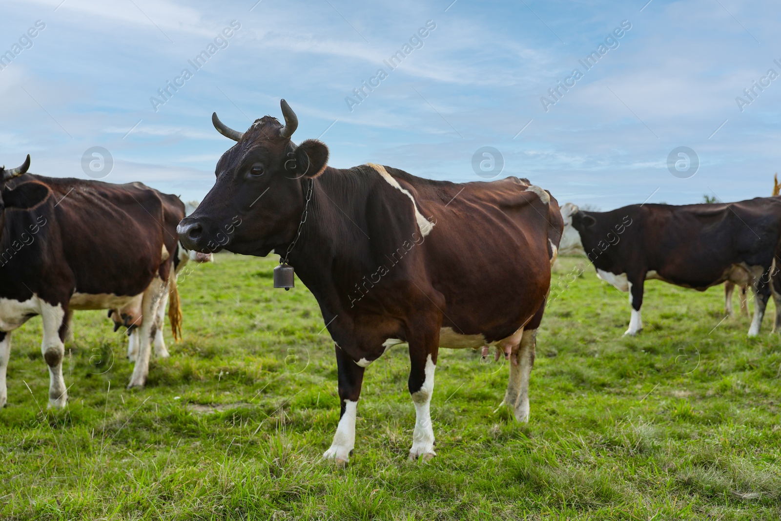 Photo of Beautiful cows grazing on green grass outdoors