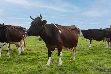 Photo of Beautiful cows grazing on green grass outdoors