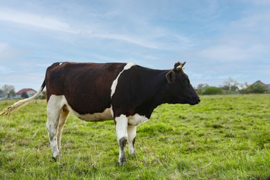 Photo of Beautiful cow grazing on green grass outdoors