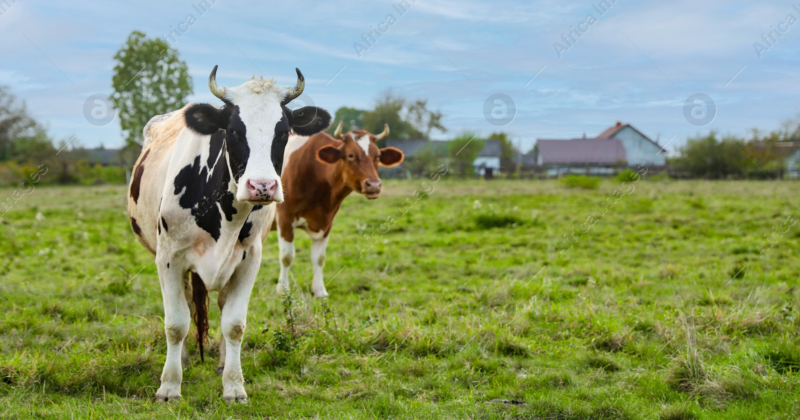 Photo of Beautiful cows grazing on green grass outdoors, space for text