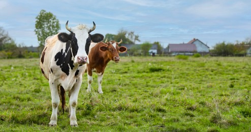 Photo of Beautiful cows grazing on green grass outdoors, space for text