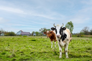 Photo of Beautiful cows grazing on green grass outdoors, space for text