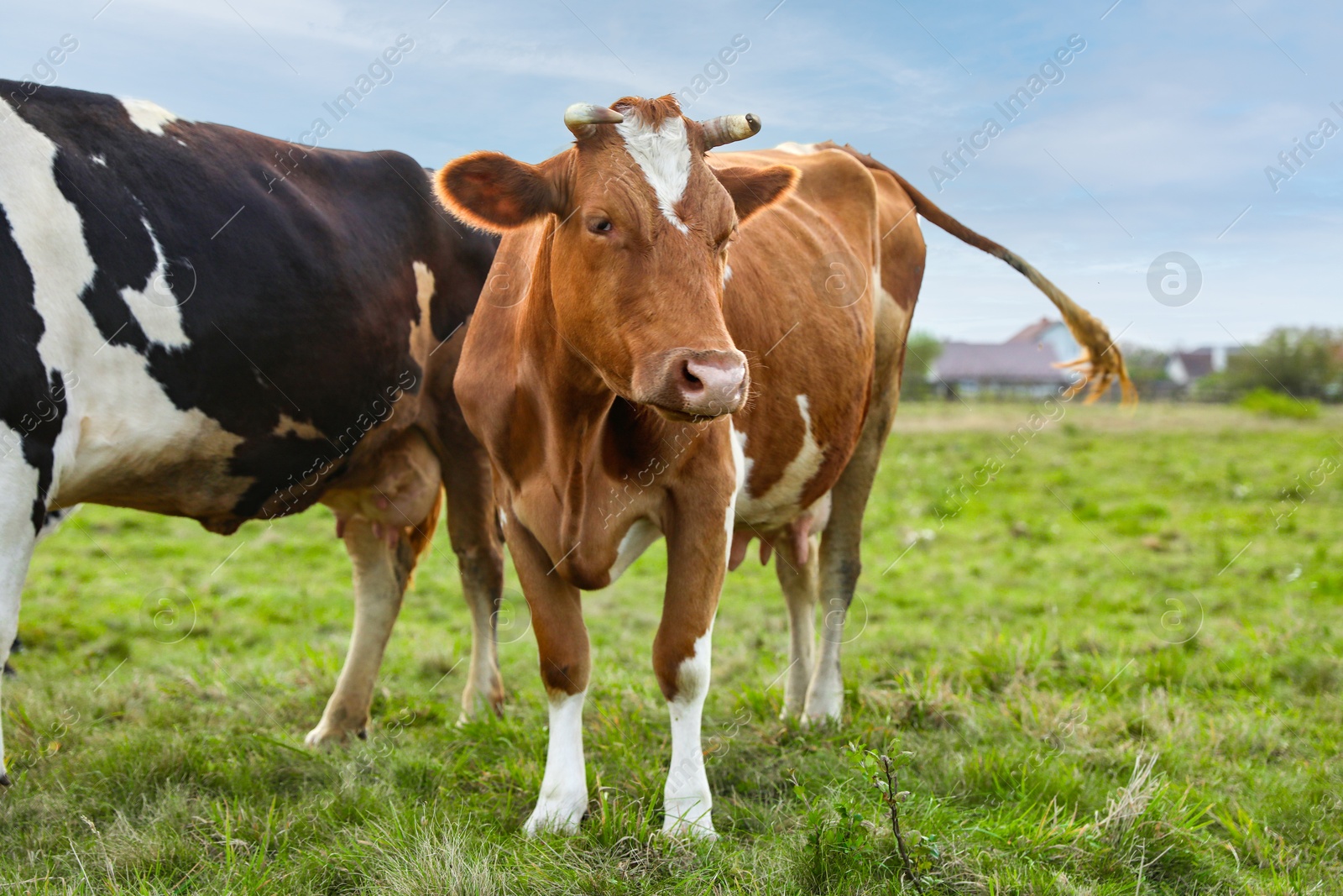 Photo of Beautiful cows grazing on green grass outdoors