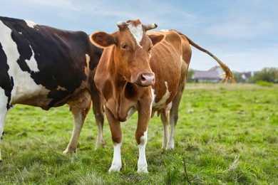 Photo of Beautiful cows grazing on green grass outdoors