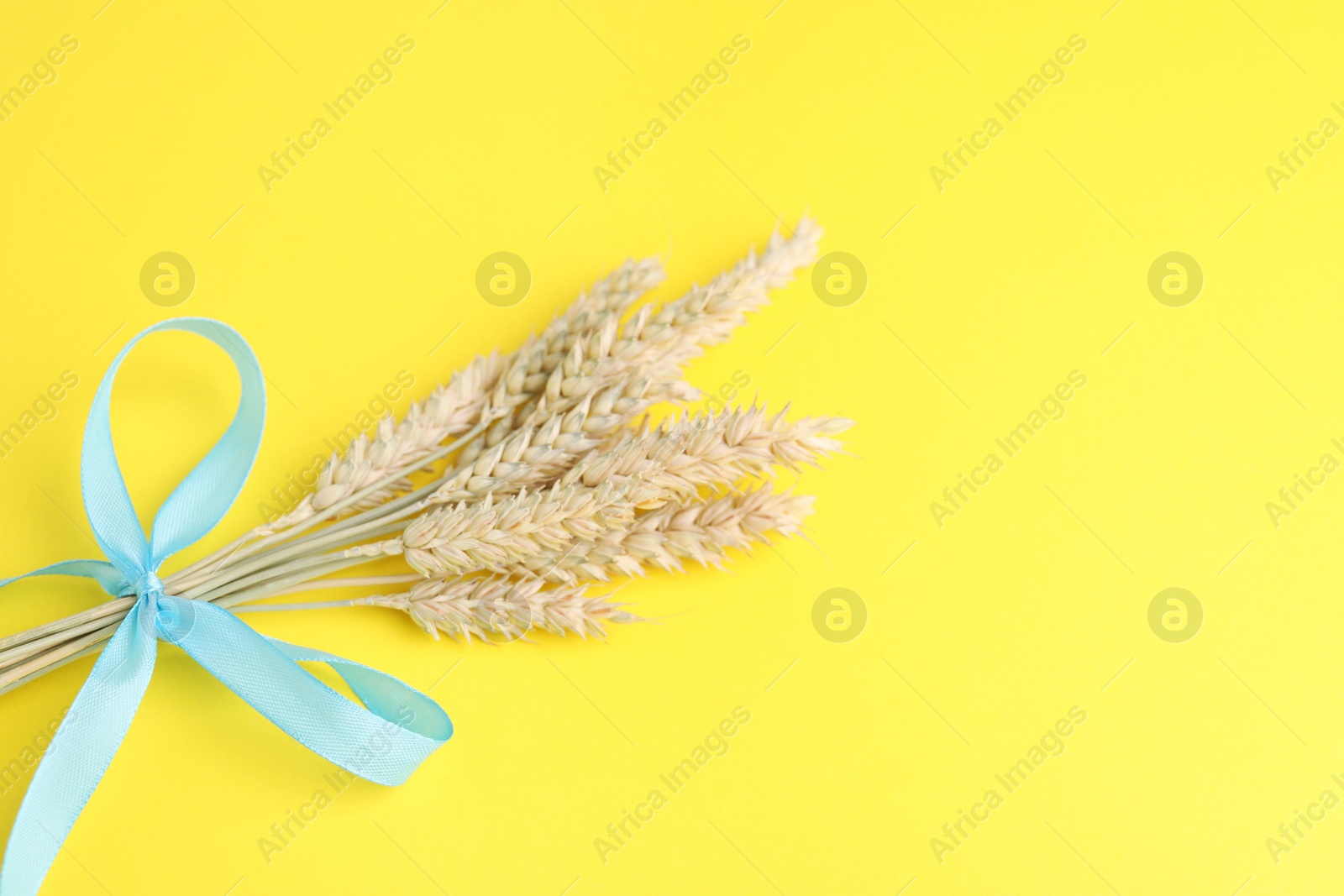 Photo of Ears of wheat with light blue ribbon on yellow background, closeup. Space for text