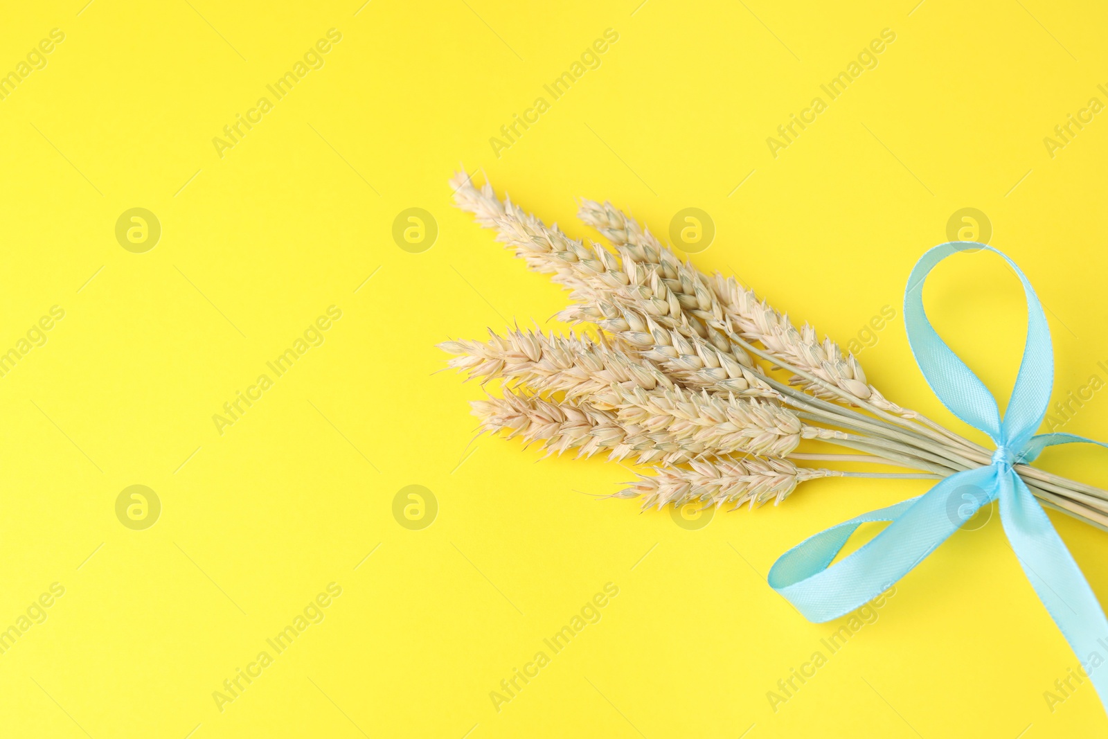 Photo of Ears of wheat with light blue ribbon on yellow background, space for text