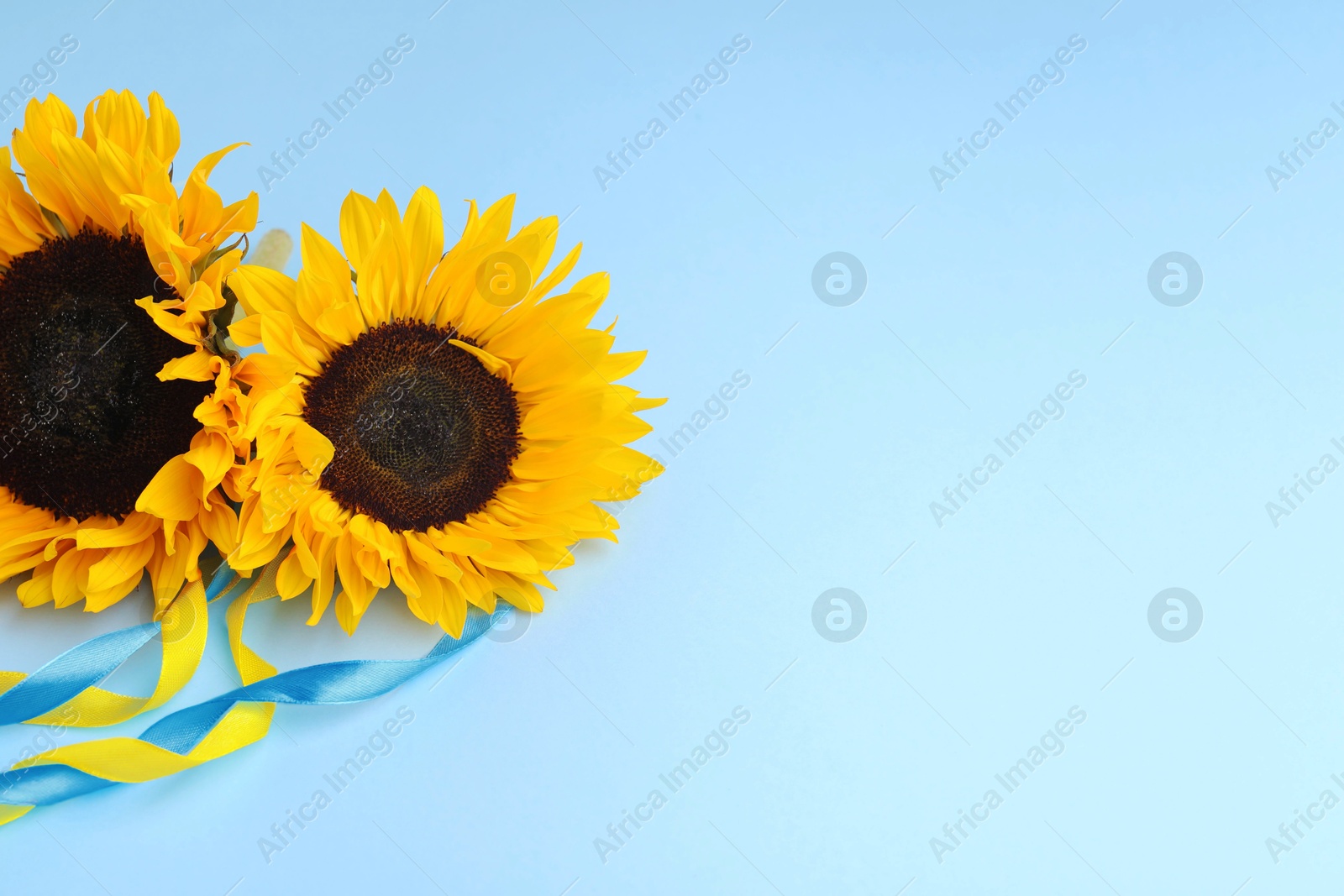 Photo of Sunflowers with ribbons in colors of Ukrainian national flag on light blue background, space for text