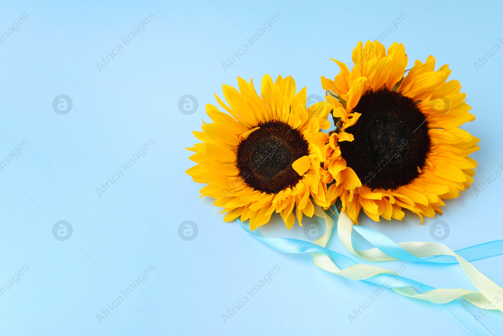 Photo of Sunflowers with ribbons in colors of Ukrainian national flag on light blue background, space for text