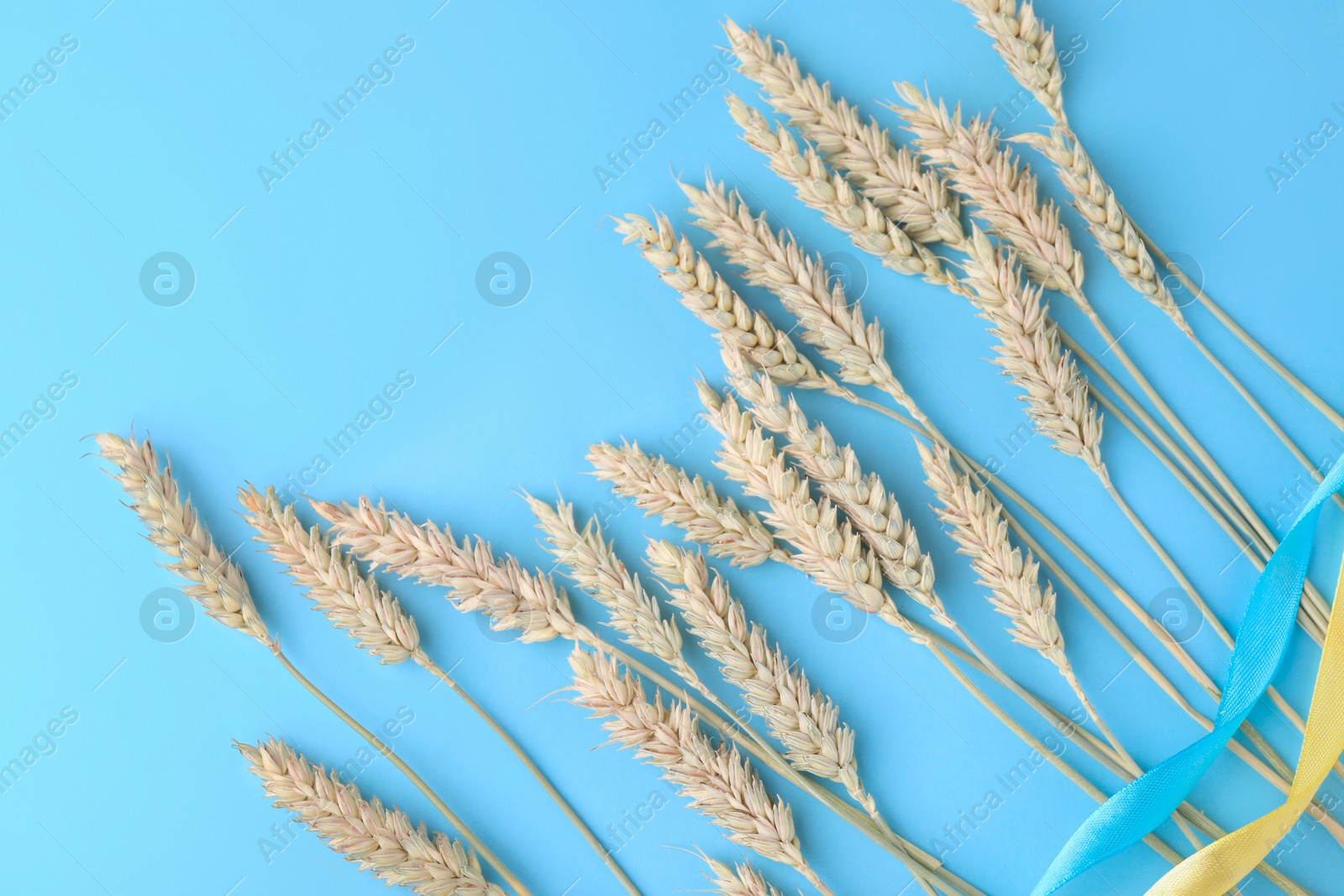 Photo of Ears of wheat with ribbons in colors of Ukrainian national flag on light blue background, flat lay