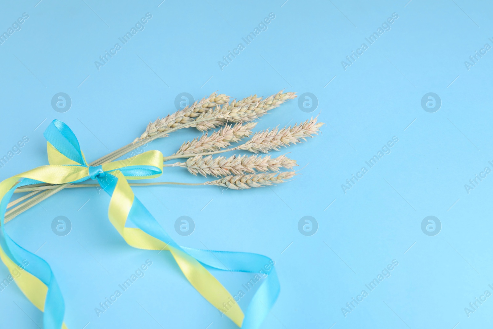 Photo of Ears of wheat with ribbons in colors of Ukrainian national flag on light blue background. Space for text