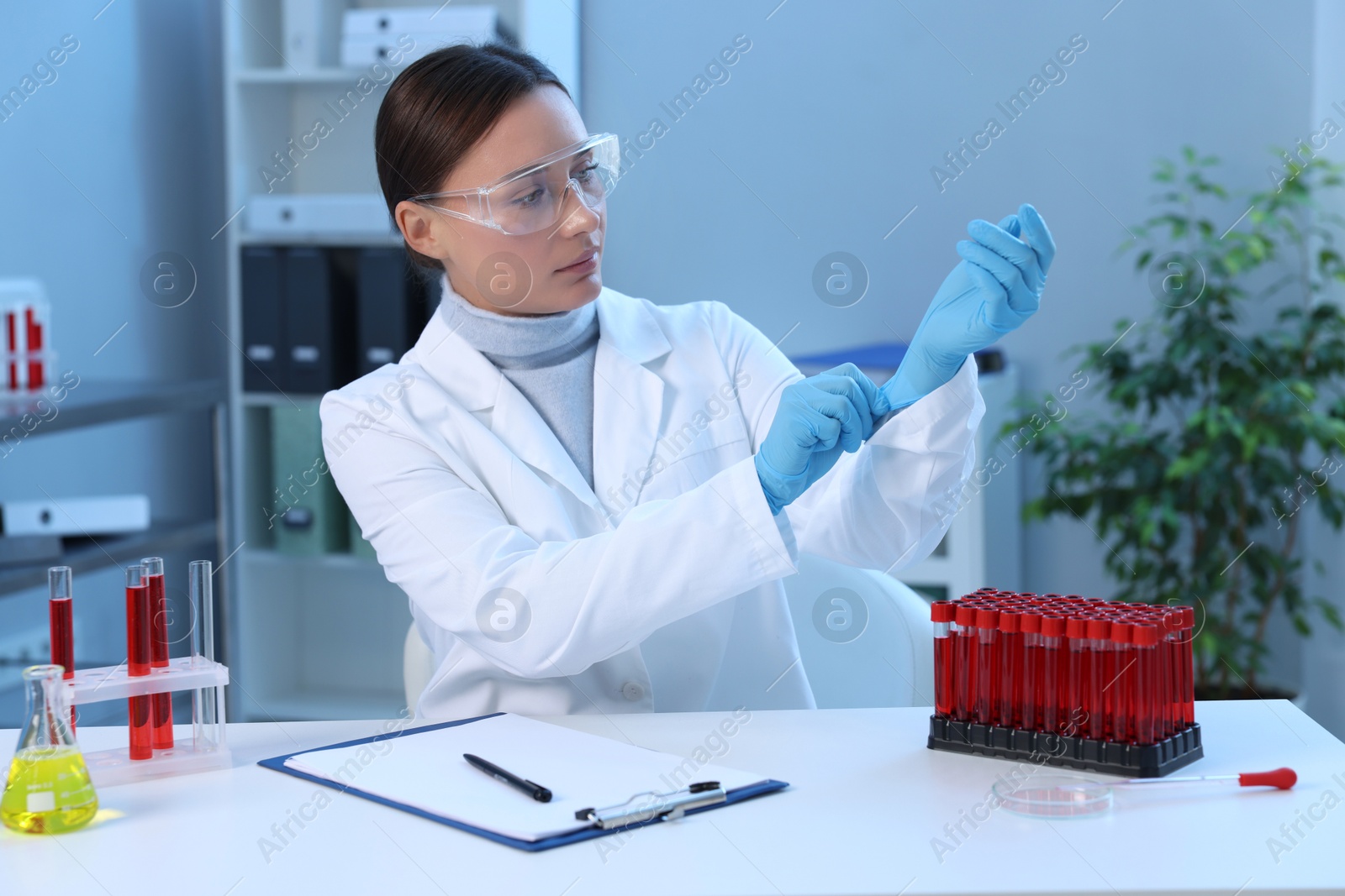 Photo of Laboratory testing. Doctor putting on gloves at table indoors