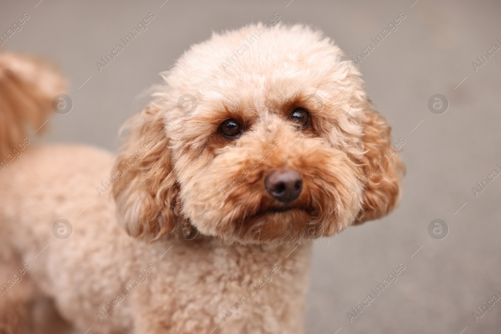 Photo of Cute Toy Poodle dog on blurred background. Lovely pet