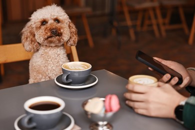 Photo of Woman with cute Toy Poodle dog and coffee in cafe, closeup