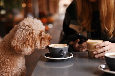 Photo of Woman with cute Toy Poodle dog and coffee in cafe, closeup