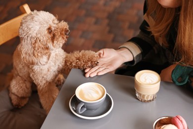 Photo of Woman with cute Toy Poodle dog and coffee in cafe, closeup