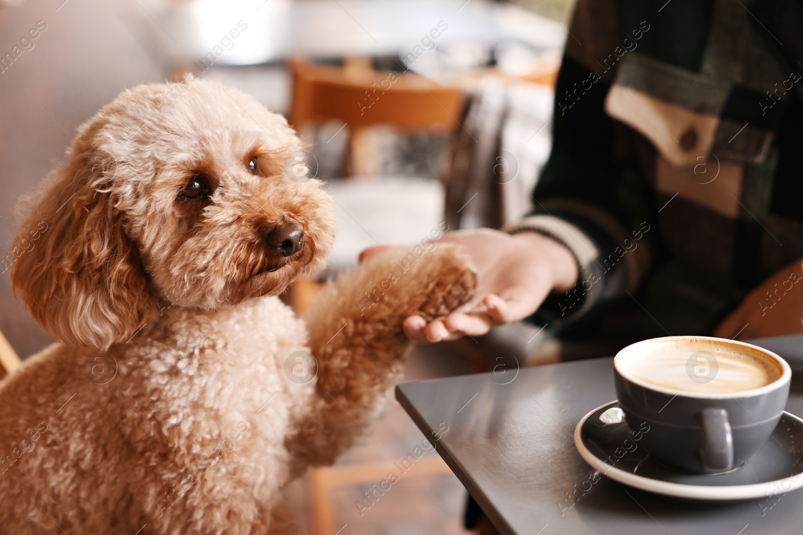 Photo of Woman with cute Toy Poodle dog and coffee in cafe, closeup