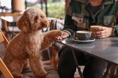 Photo of Woman with cute Toy Poodle dog and coffee in cafe, closeup