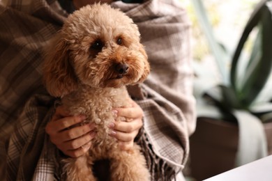 Photo of Woman with cute Toy Poodle dog in cafe, closeup