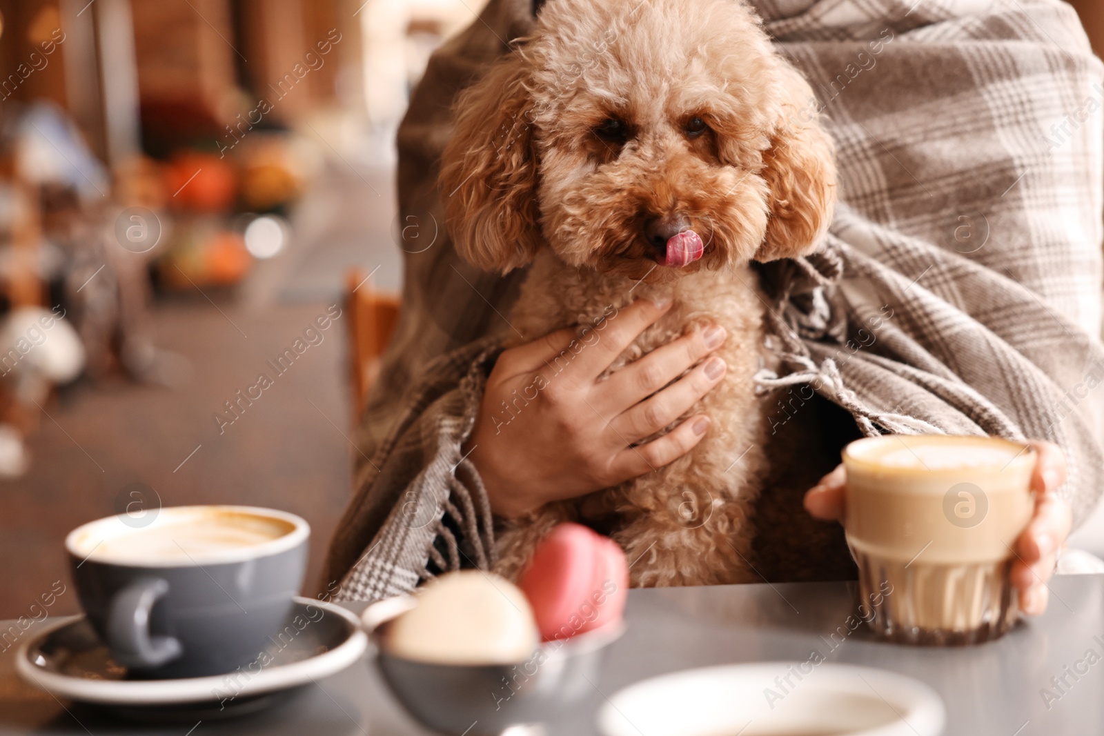 Photo of Woman with cute Toy Poodle dog and coffee in cafe, closeup