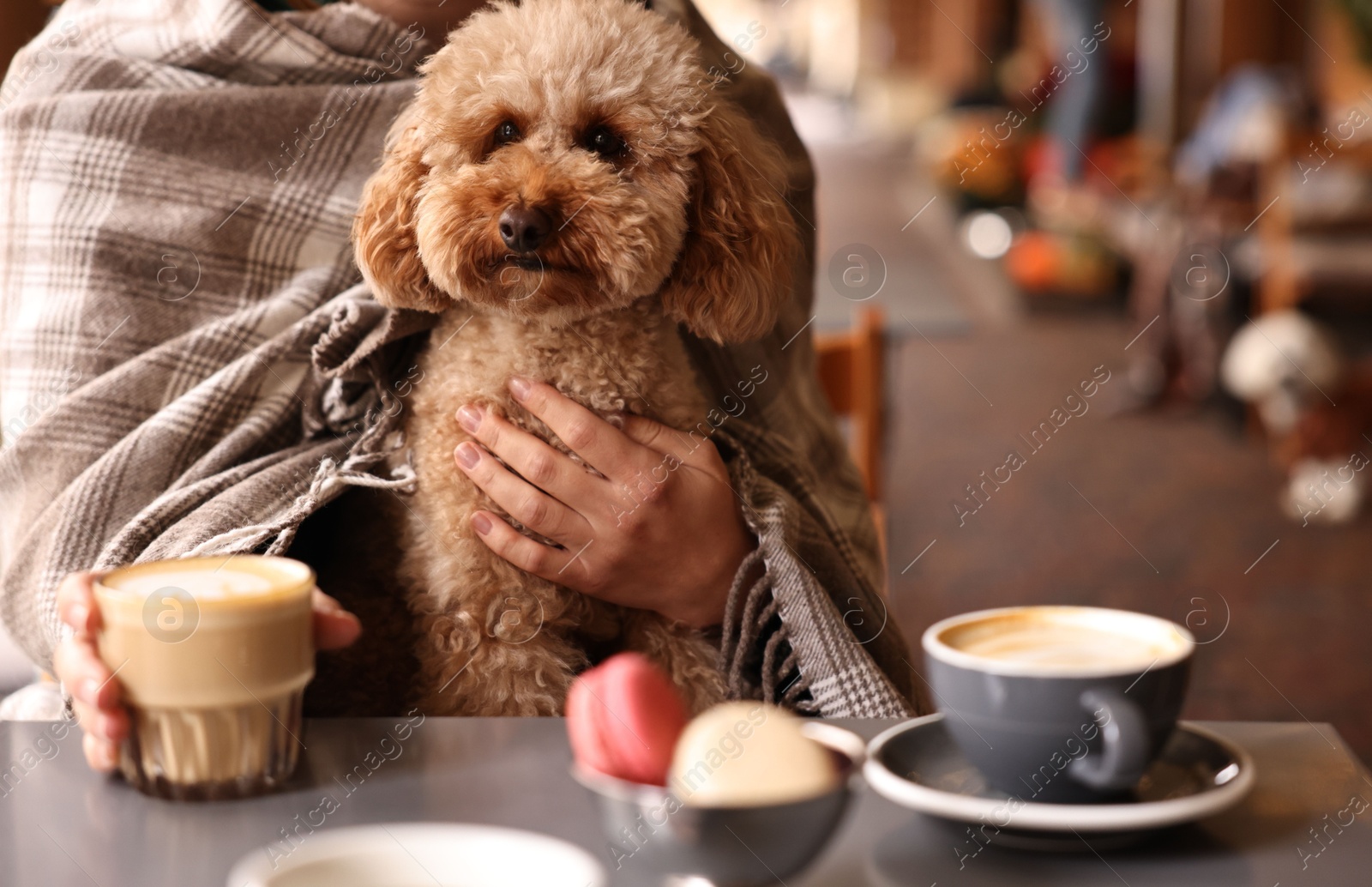 Photo of Woman with cute Toy Poodle dog and coffee in cafe, closeup