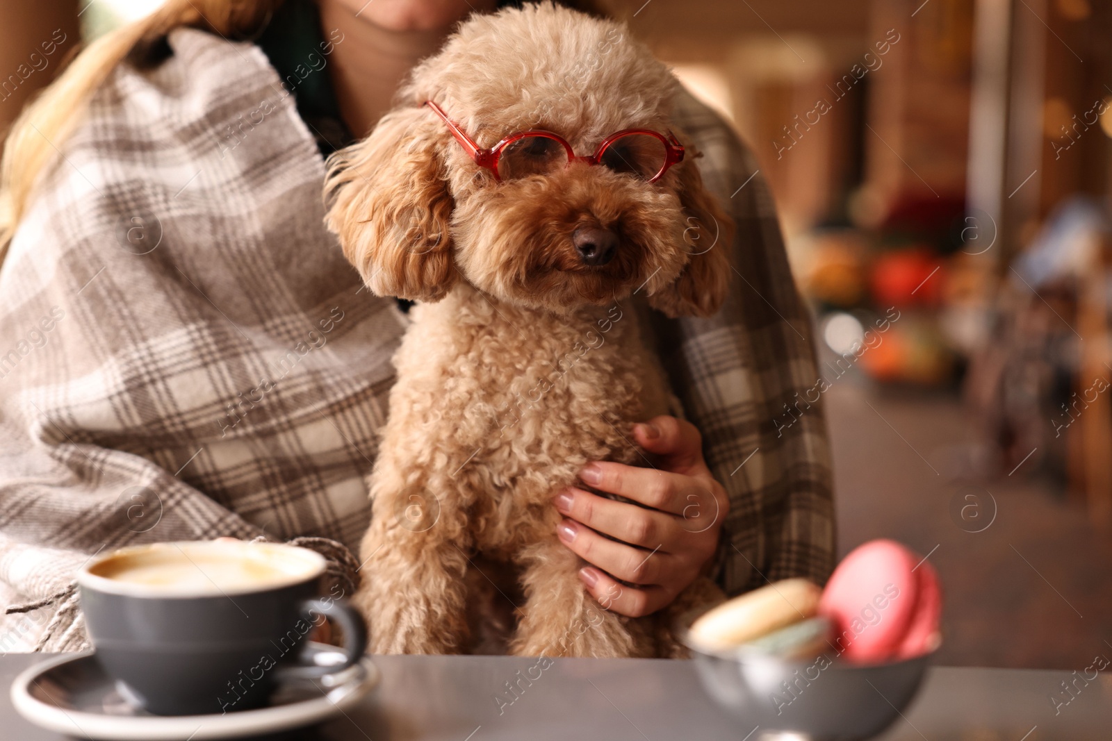 Photo of Woman with cute Toy Poodle dog and coffee in cafe, closeup